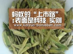 蚂蚁的“上市路”:表面是科技 实则仍靠金融业务盈利“开云网站”(图3) 开云网站