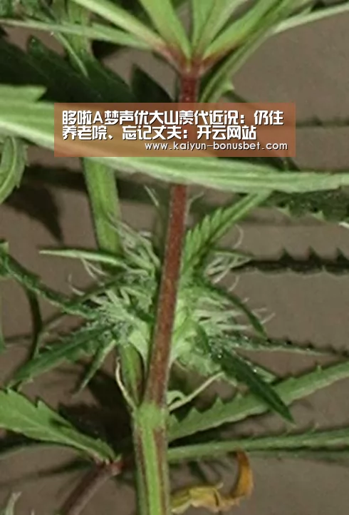 开云网站
